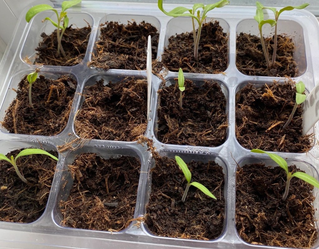 Popular Sowing Month – Vegetable Seeds l’ll be Sowing in April
