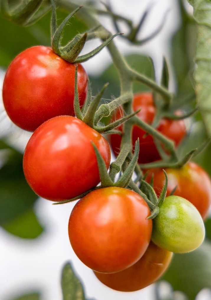 Part 3 – How to Choose a Tomato Variety to Grow