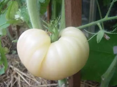 Unusual Vegetables – Growing White Tomatoes