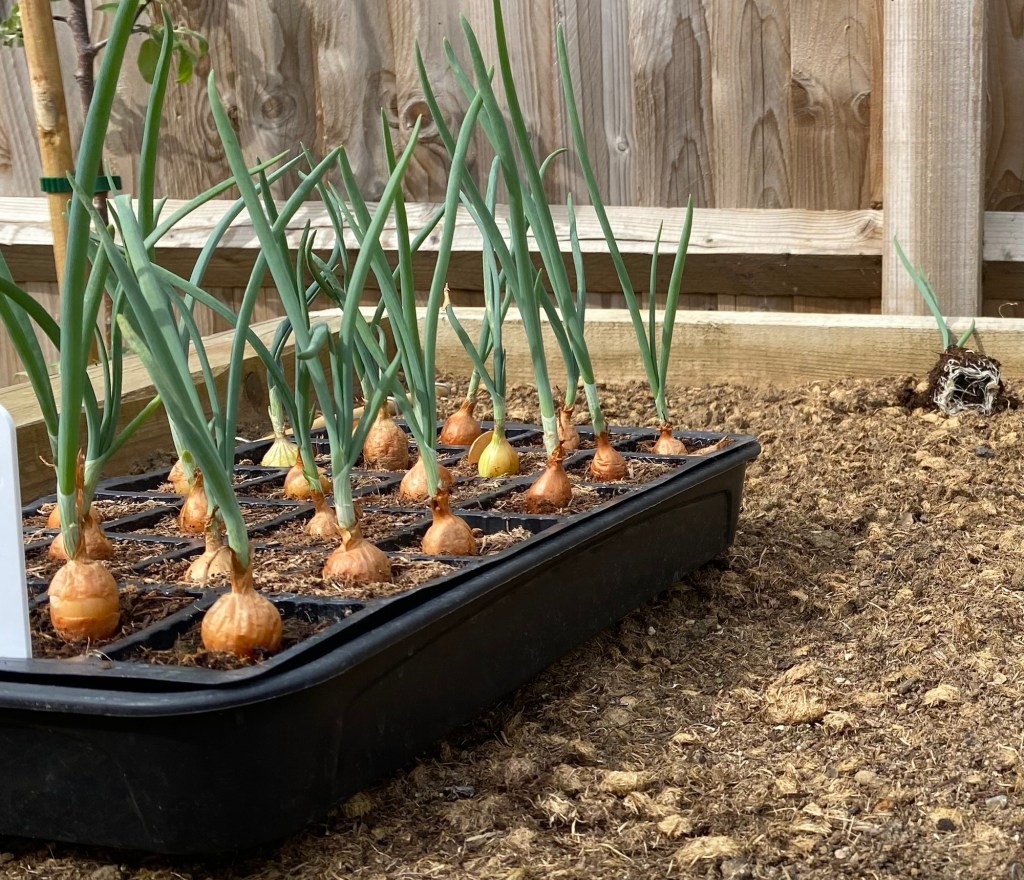 How to Plant Onion Sets in the Ground that have been grown in Cell&nbsp;Trays