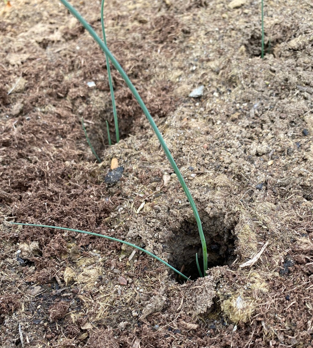 How to Plant Out Leeks in a Raised Bed with&nbsp;Video