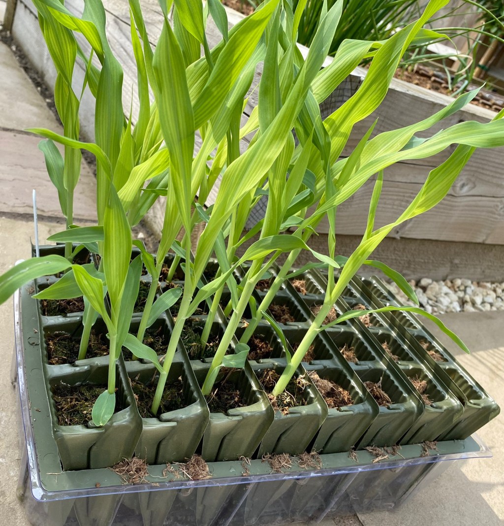 How to Plant Out Sweetcorn into a Raised Bed with&nbsp;Video
