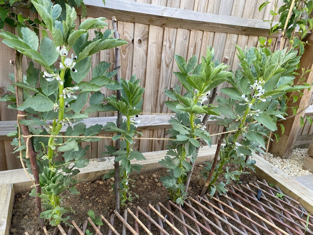 Part 5 – Broad Beans – Flowering & Beans&nbsp;Growing