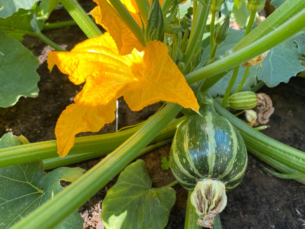 Oh Balls! I’m Growing Courgette Balls