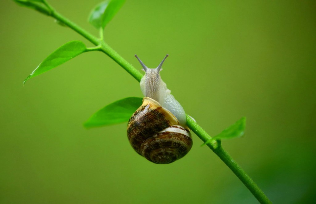 Pests – How to Grow Veg & Live with Slugs & Snails