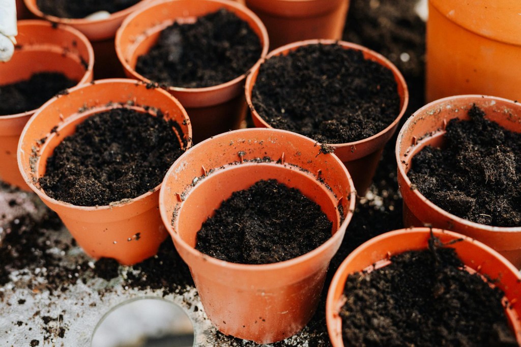 The Importance of Potting on Seedlings from a Small Pot to a Bigger&nbsp;Pot