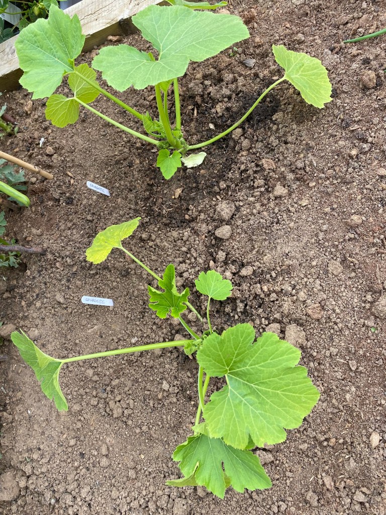How to Plant Courgettes in a Raised Bed with Video