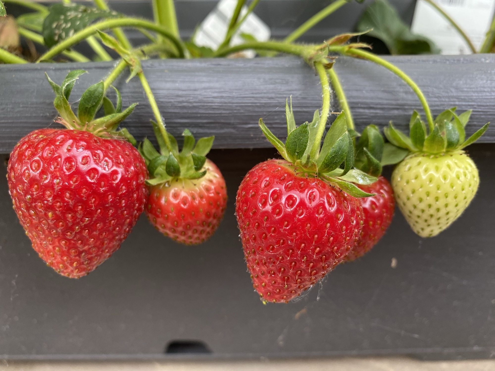 Strawberry Fields Forever