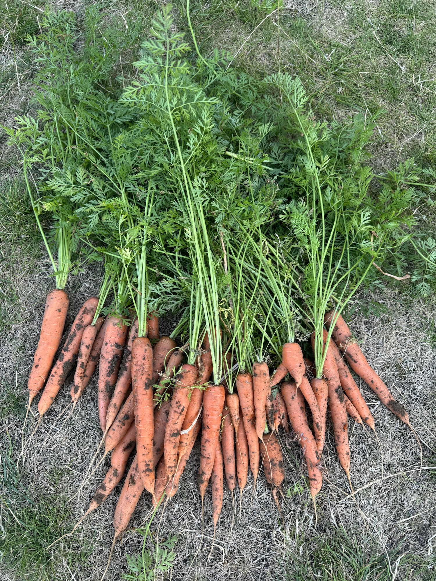 Can you Grow Carrots in Pots?