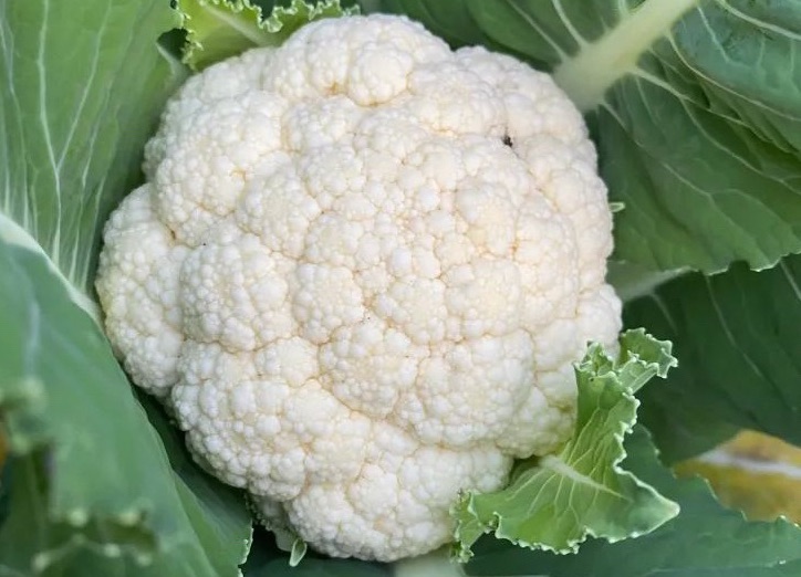 Seed Sowing Hq Sow Grow Harvest Co Uk