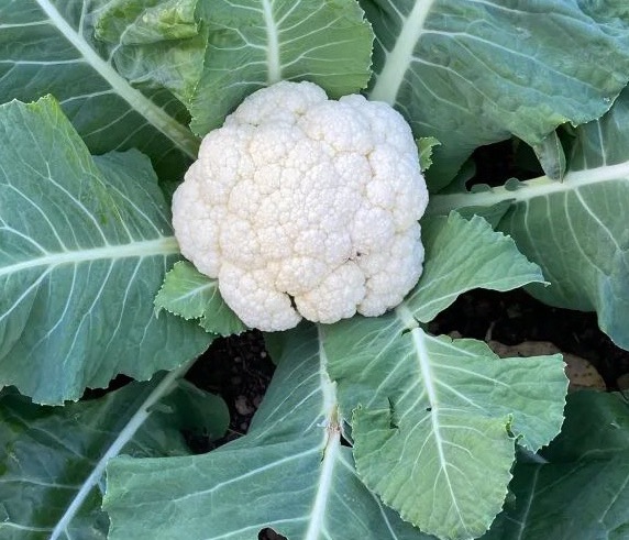 Autumn Cauliflower