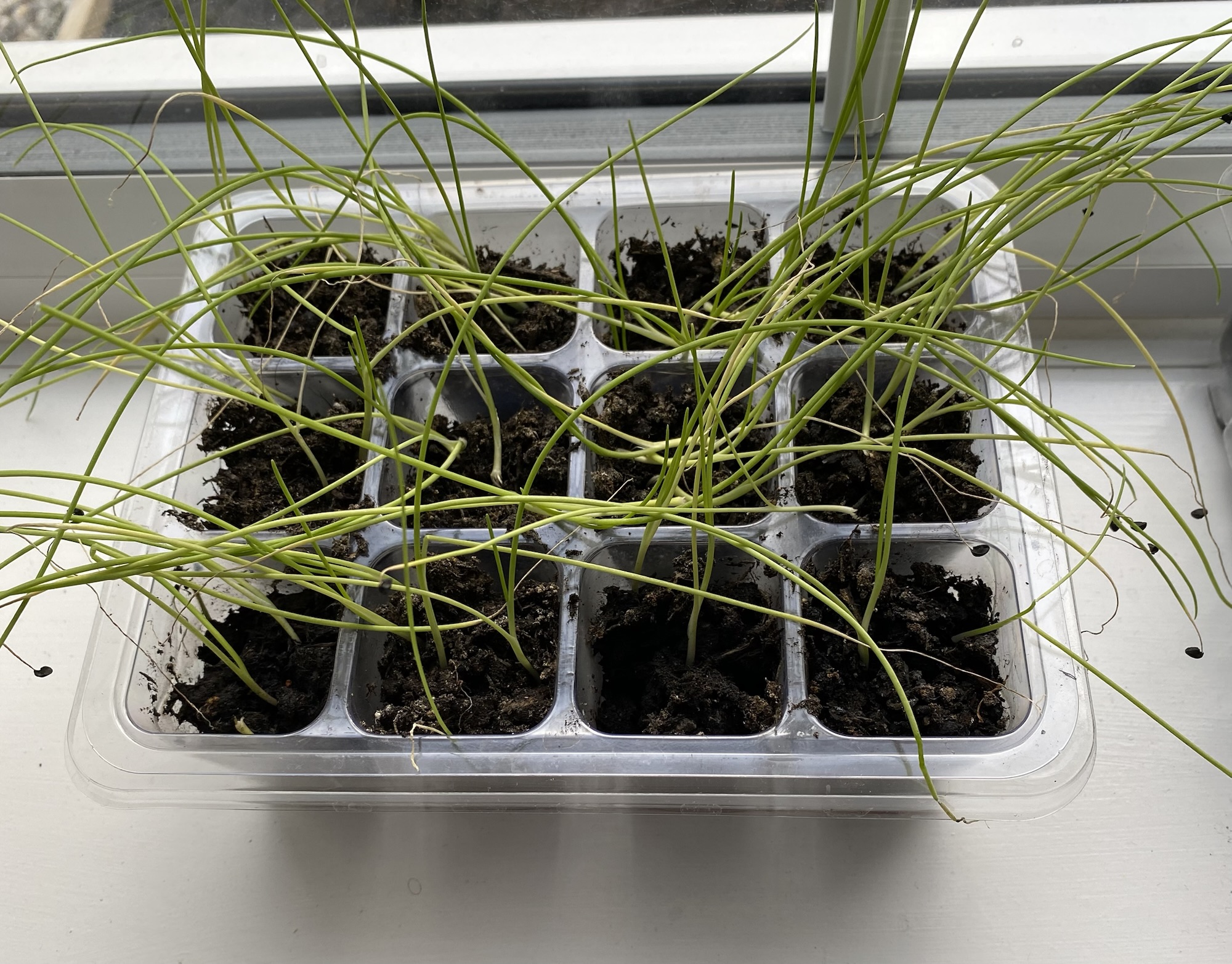 Yes, You Can Grow Vegetables in January