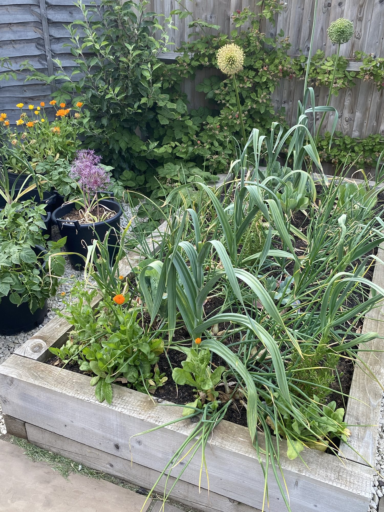 The Veg Lab – Does Companion Planting actually work?