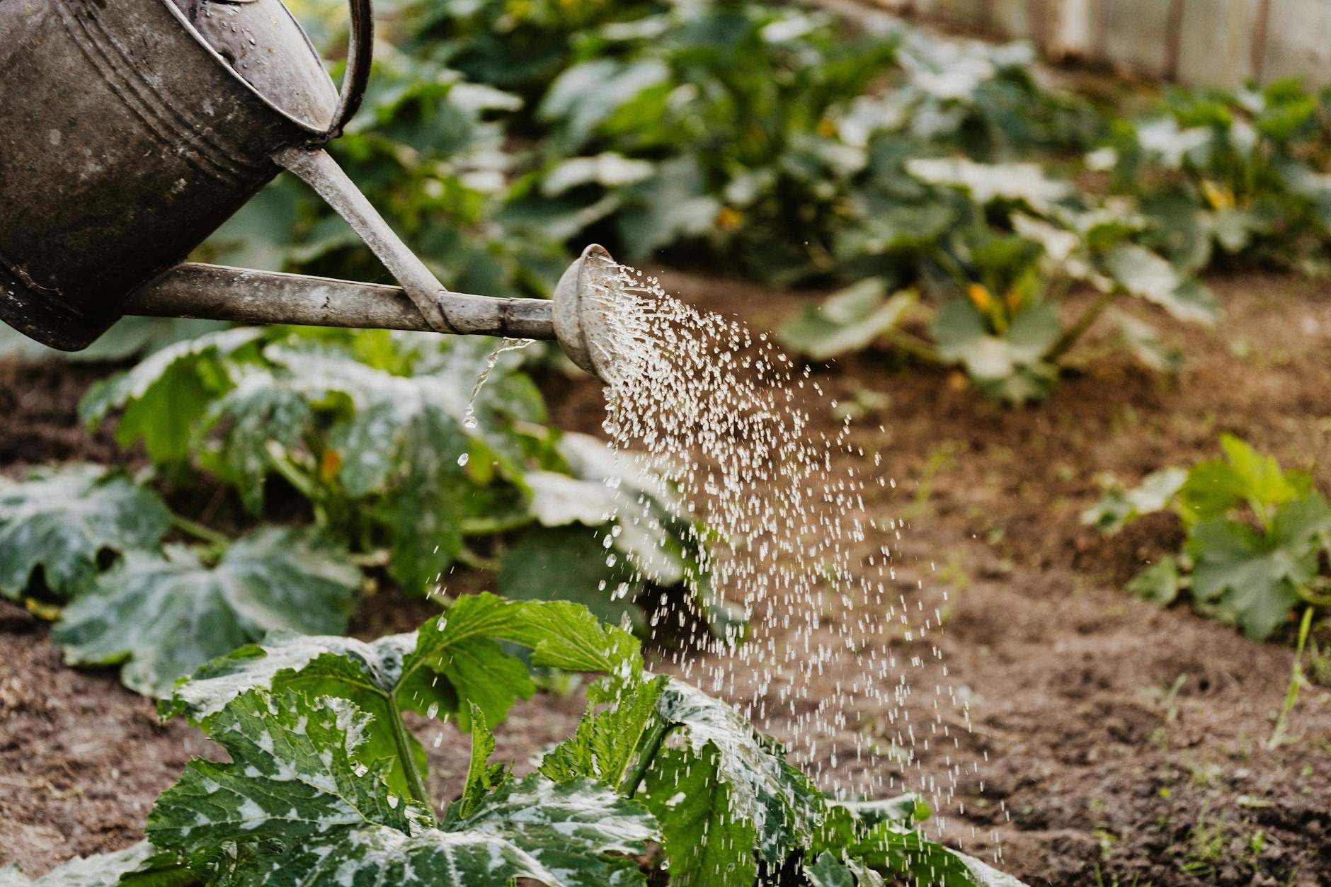 How to Water Vegetable Plants in a Heatwave