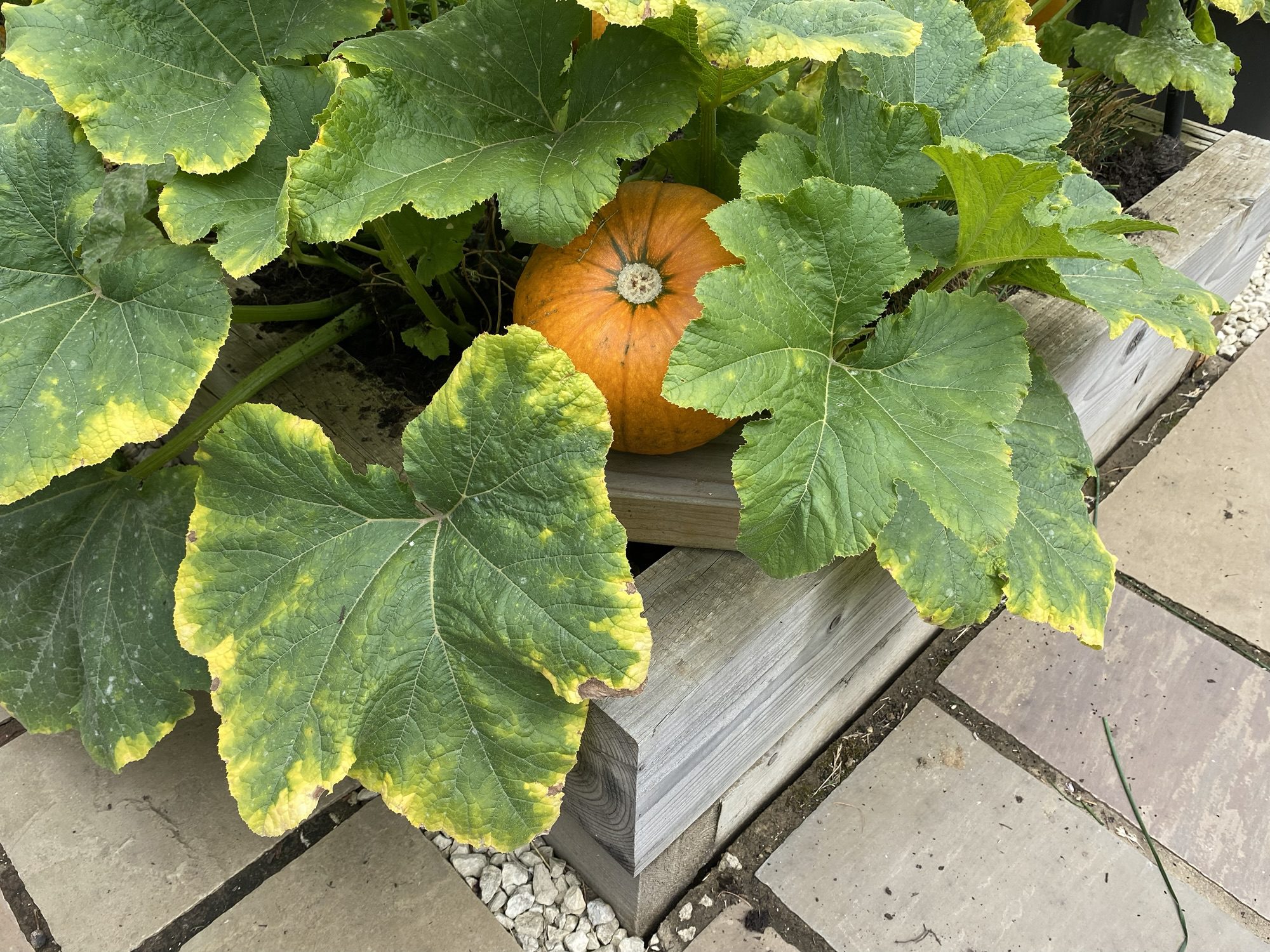 Yellow Leaves & White Spot Leaf Problems for Courgettes and Pumpkins