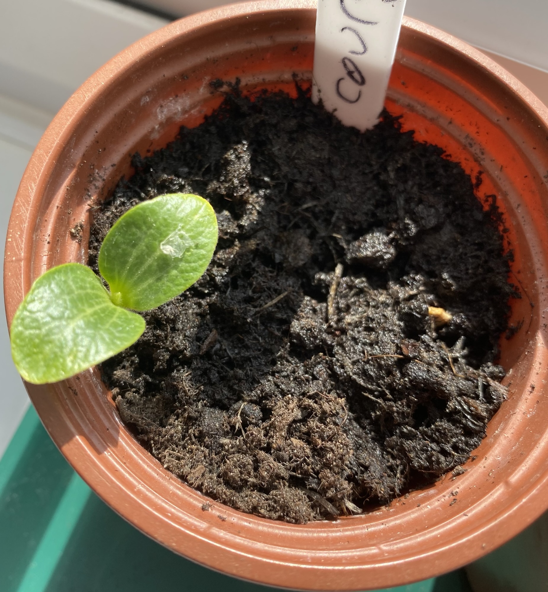 Sowing Courgettes in April (Not May) is your ticket to an Earlier Harvest