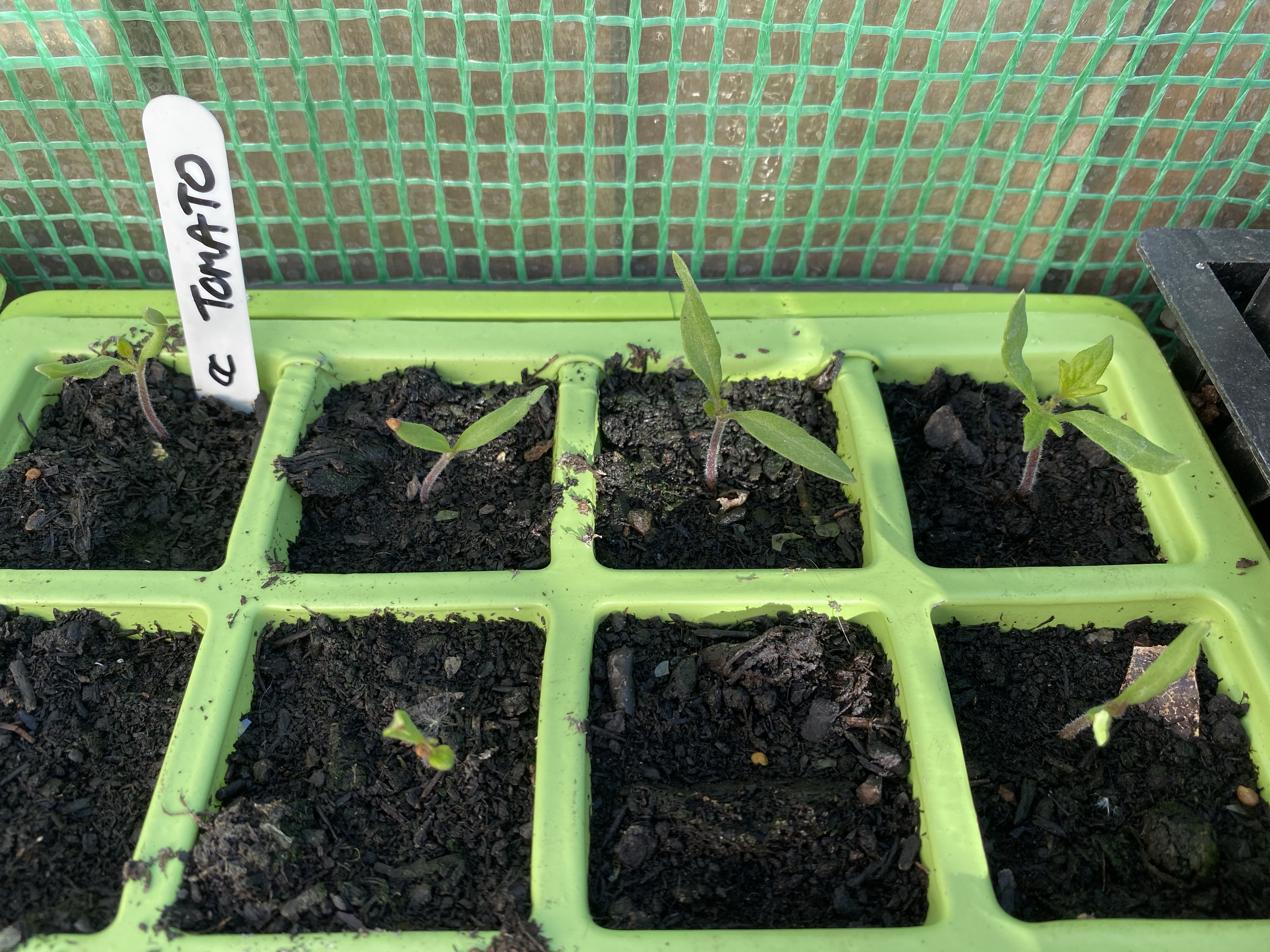 Tomato seedlings in cell tray