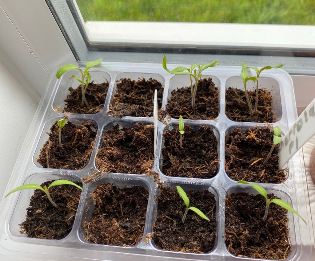 Vegetable Seeds To Sow in January Indoors