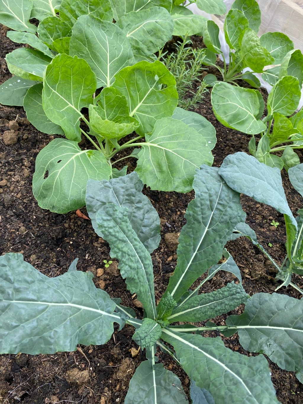 Part 5 – Challenge Brassica – One Month Plantings&nbsp;Update