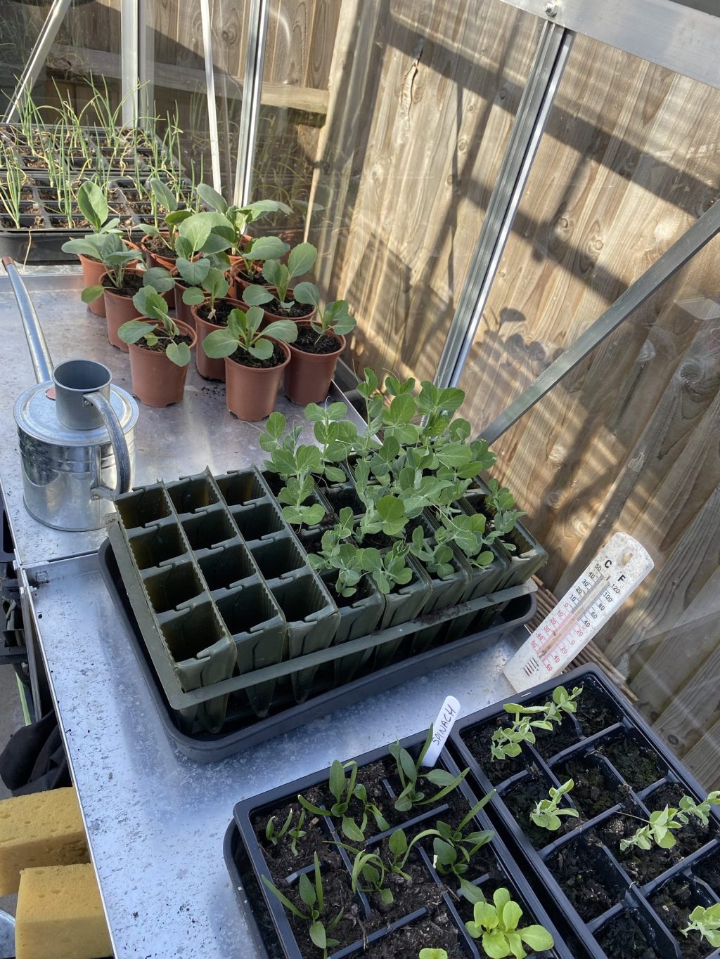 March Veg Seed Sowings & Seedlings Update