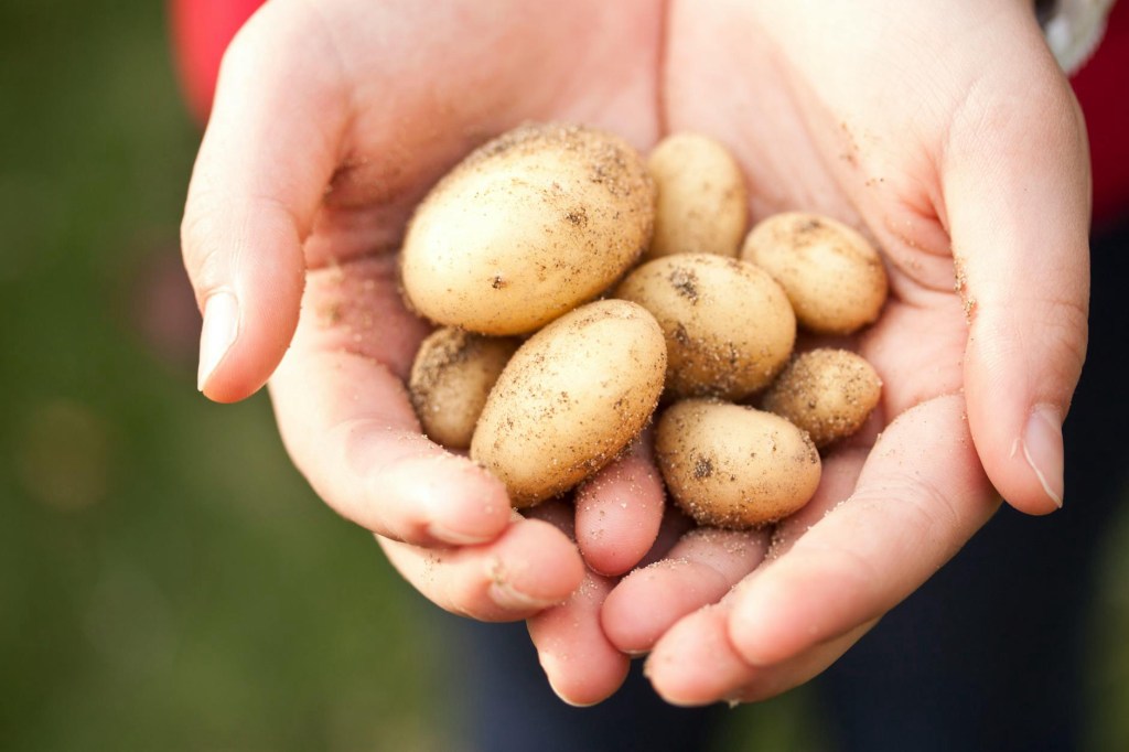 Christmas Potatoes – Are they ready to harvest yet?