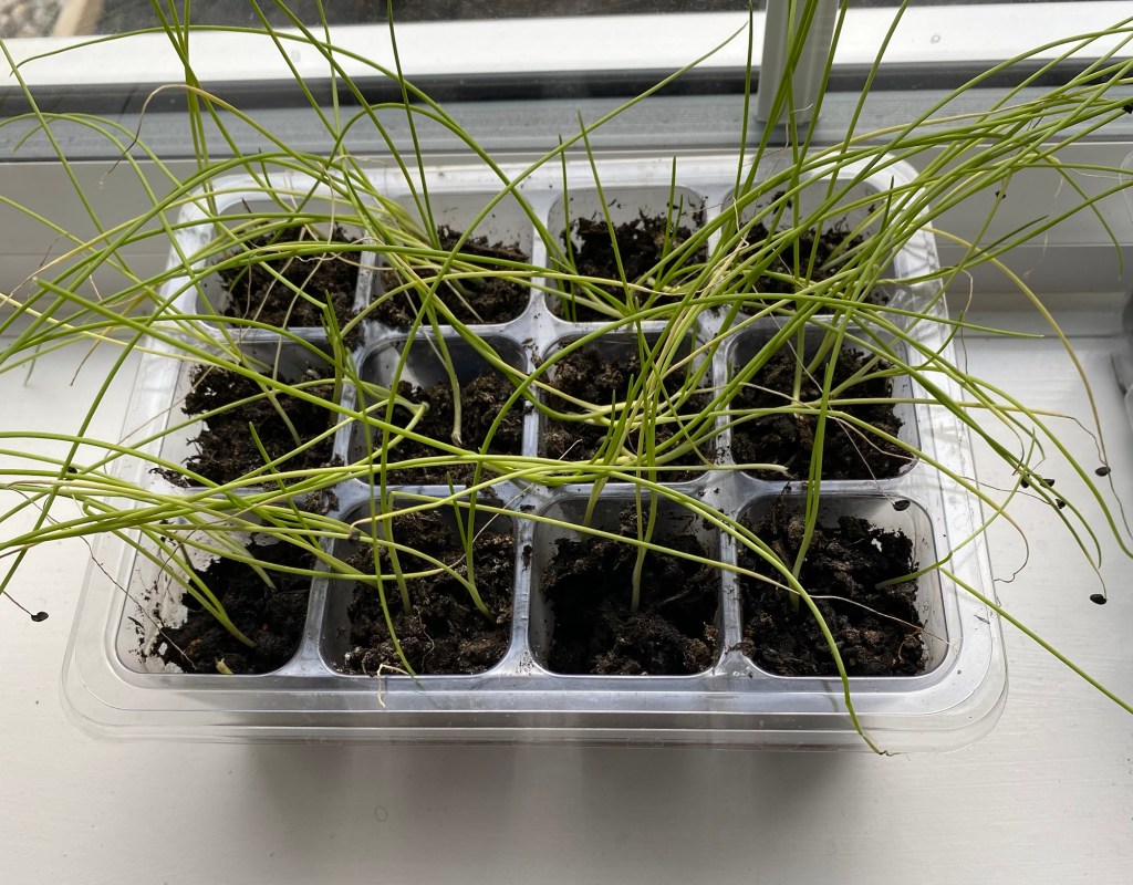 Yes, You Can Grow Vegetables in January