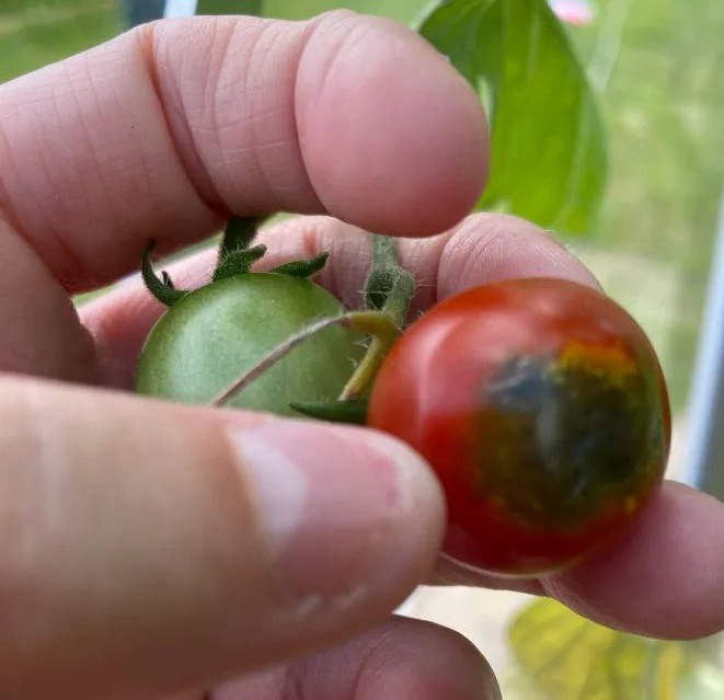 Part 6 – Tomatoes – Common Diseases & Solutions
