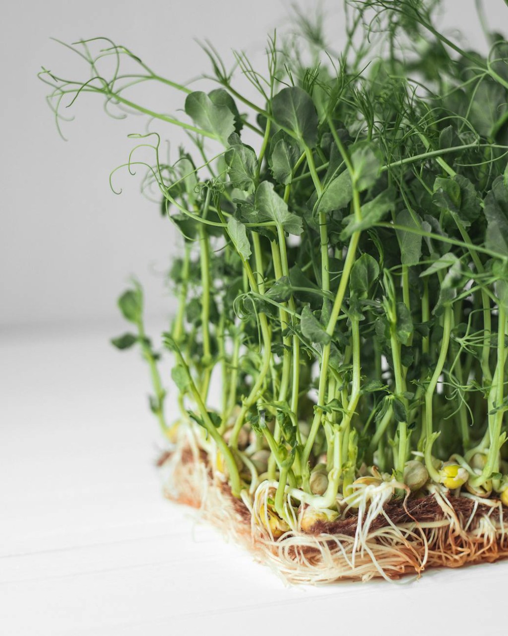 Growing Onions without Soil – The Future of Farming with Aeroponics
