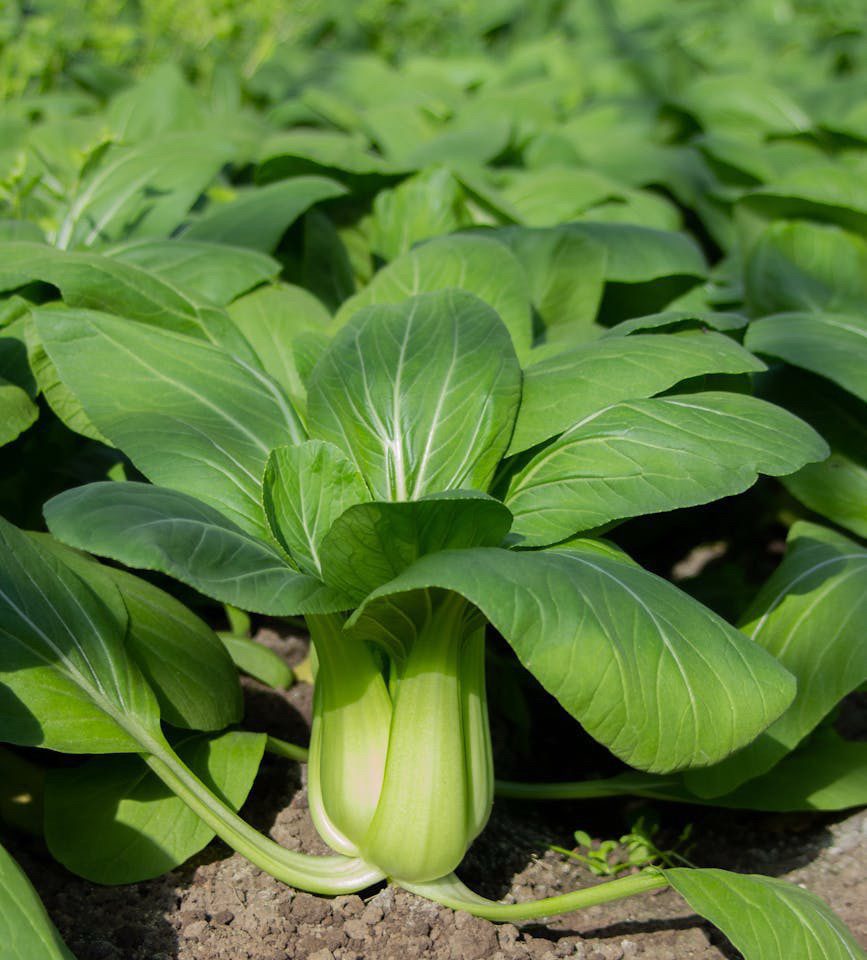 Focus on September – Quick Growing Asian&nbsp;Greens