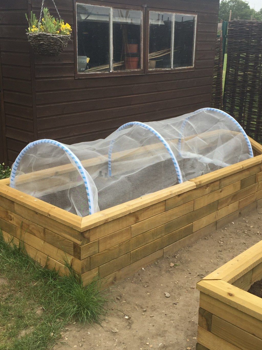 Challenge Brassica – Part 4 – Exploring Netting, Hoops, Cages for all Budgets
