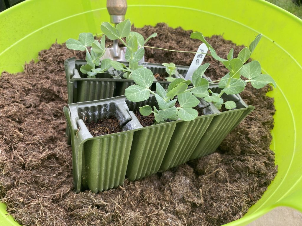 Want Peas in May? Sow Seeds in March