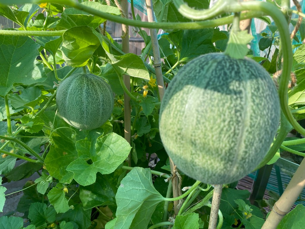 Part 4 – Top Tips on Caring for your Mini Melons