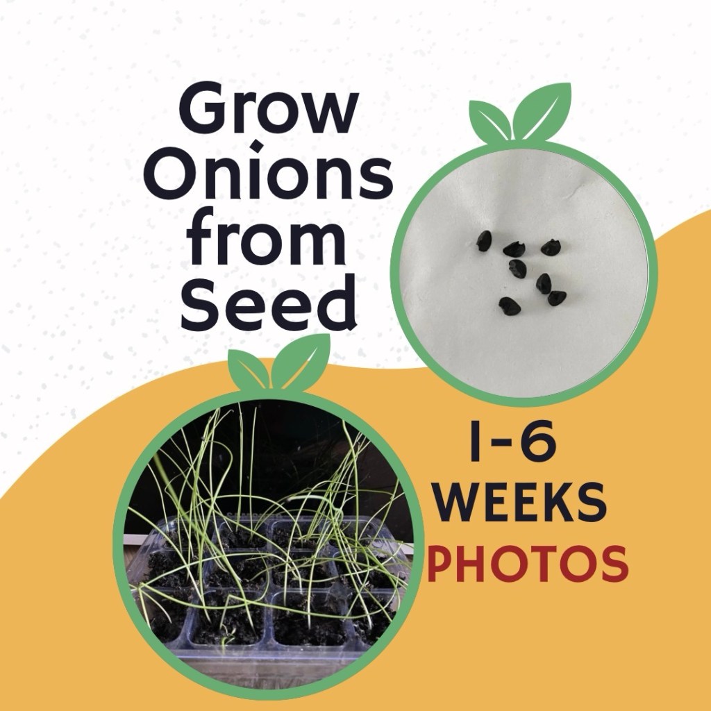 Onions from Seed to Germinating to Seedlings