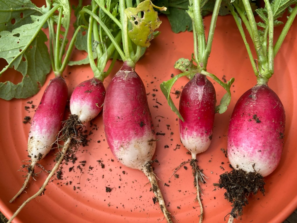 Radish Harvest – Sow to Harvest in 4&nbsp;Weeks