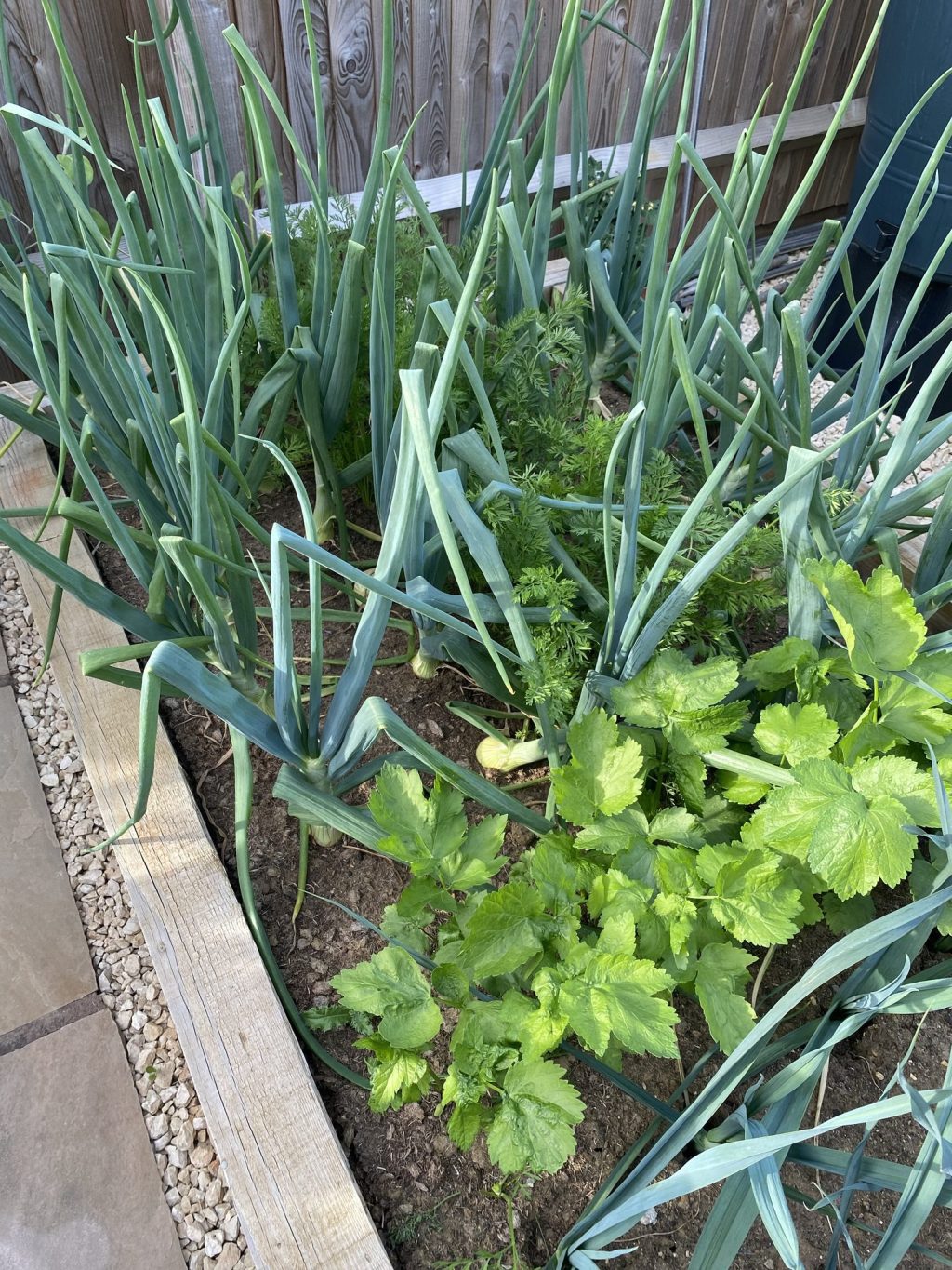 Slow Growing Vegetables to Sow Together in one Raised Bed