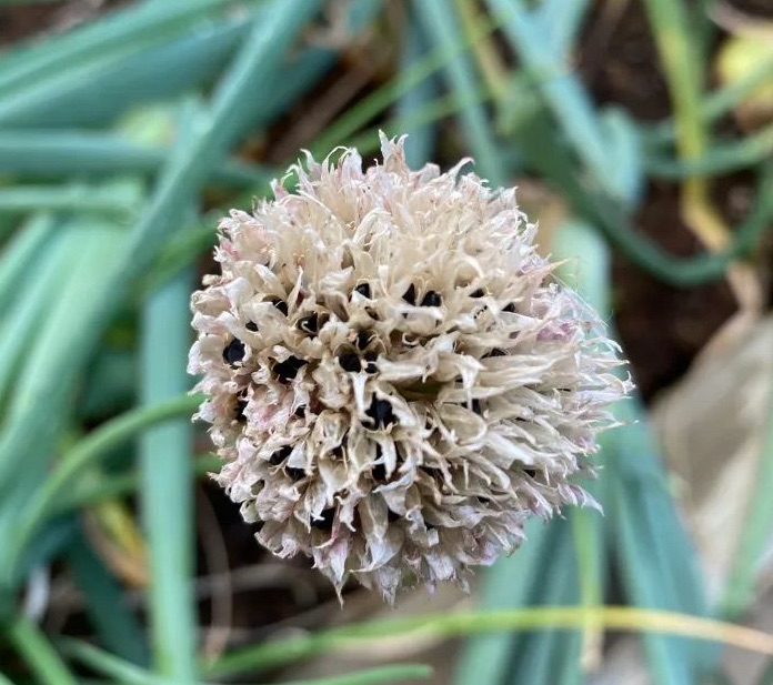The Humble Chive Plant – Harvest Free Seeds Next Year