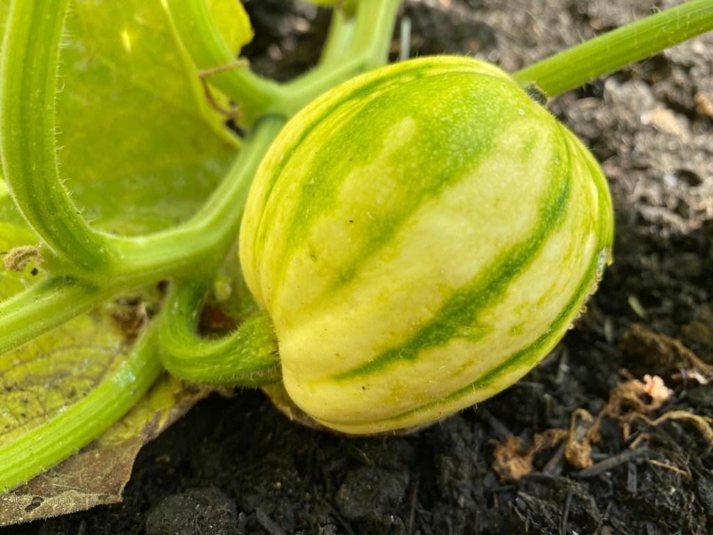 Sow, Grow & Harvest August 2024 – Growing Diary