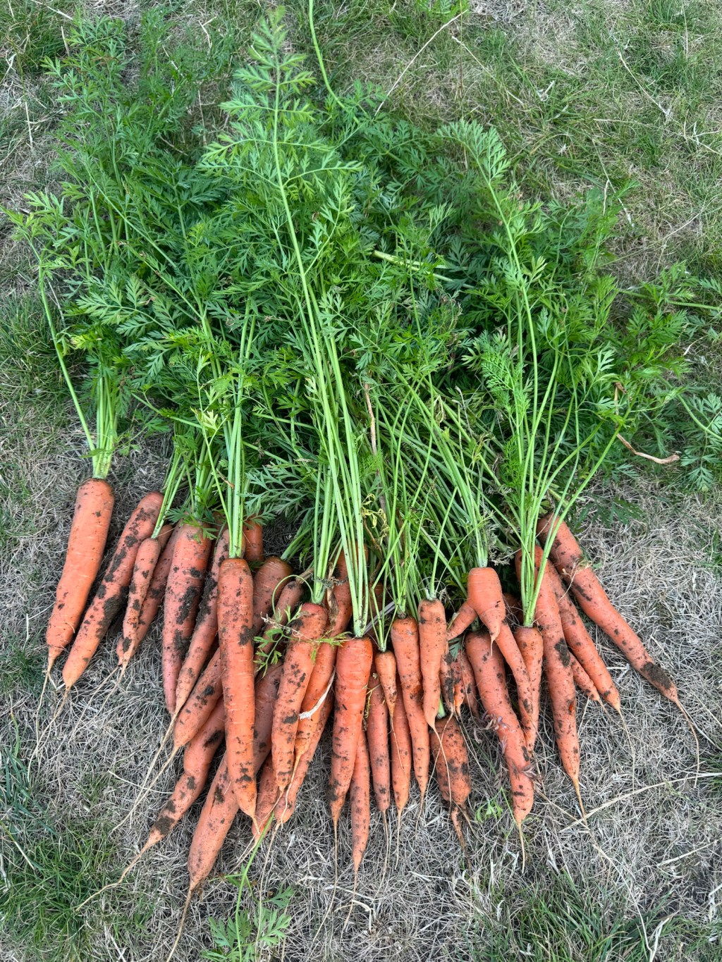 Can you Grow Carrots in Pots?