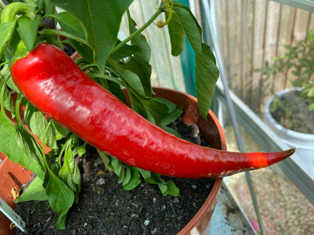 Keeping the ‘Tangerine Dream’ Alive! – Sweet Peppers are Changing Colour