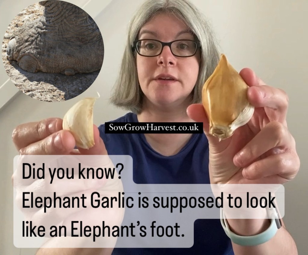 Planting Elephant Garlic – Have you tried it?