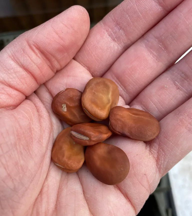 Broad Bean Seeds in a hand