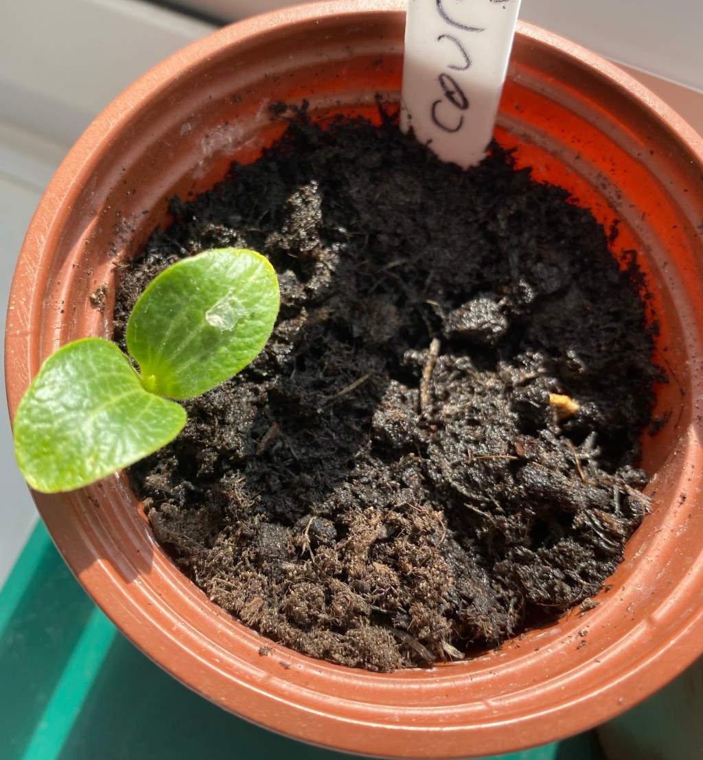 Sowing Courgettes in April (Not May) is your ticket to an Earlier&nbsp;Harvest