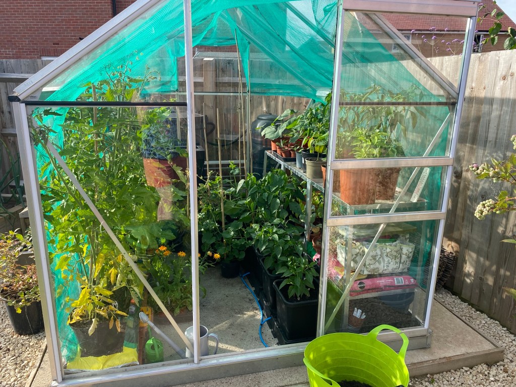 What I have been Sowing, Growing & Harvesting in June 2024