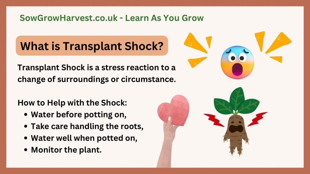 transplant shock definition