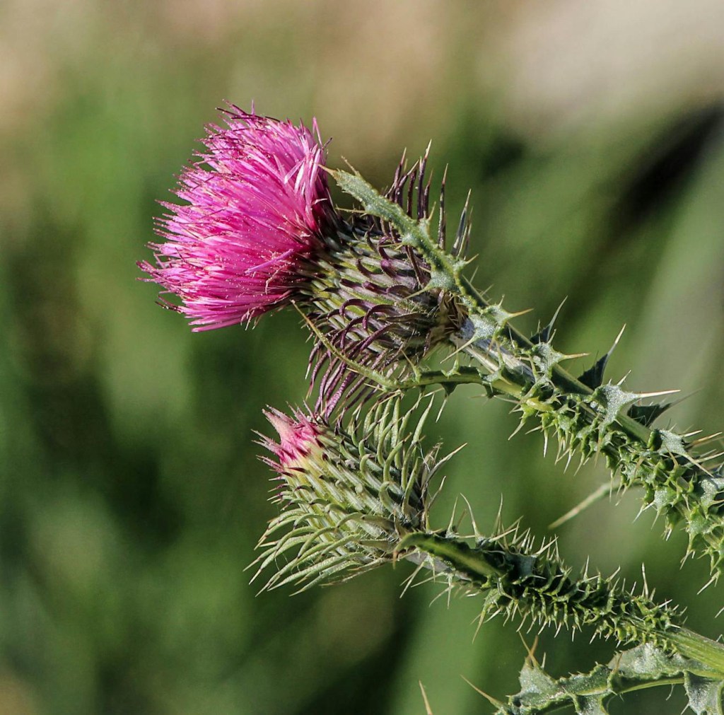 The Little Things, Impact The Most – Weeds &&nbsp;Mulch