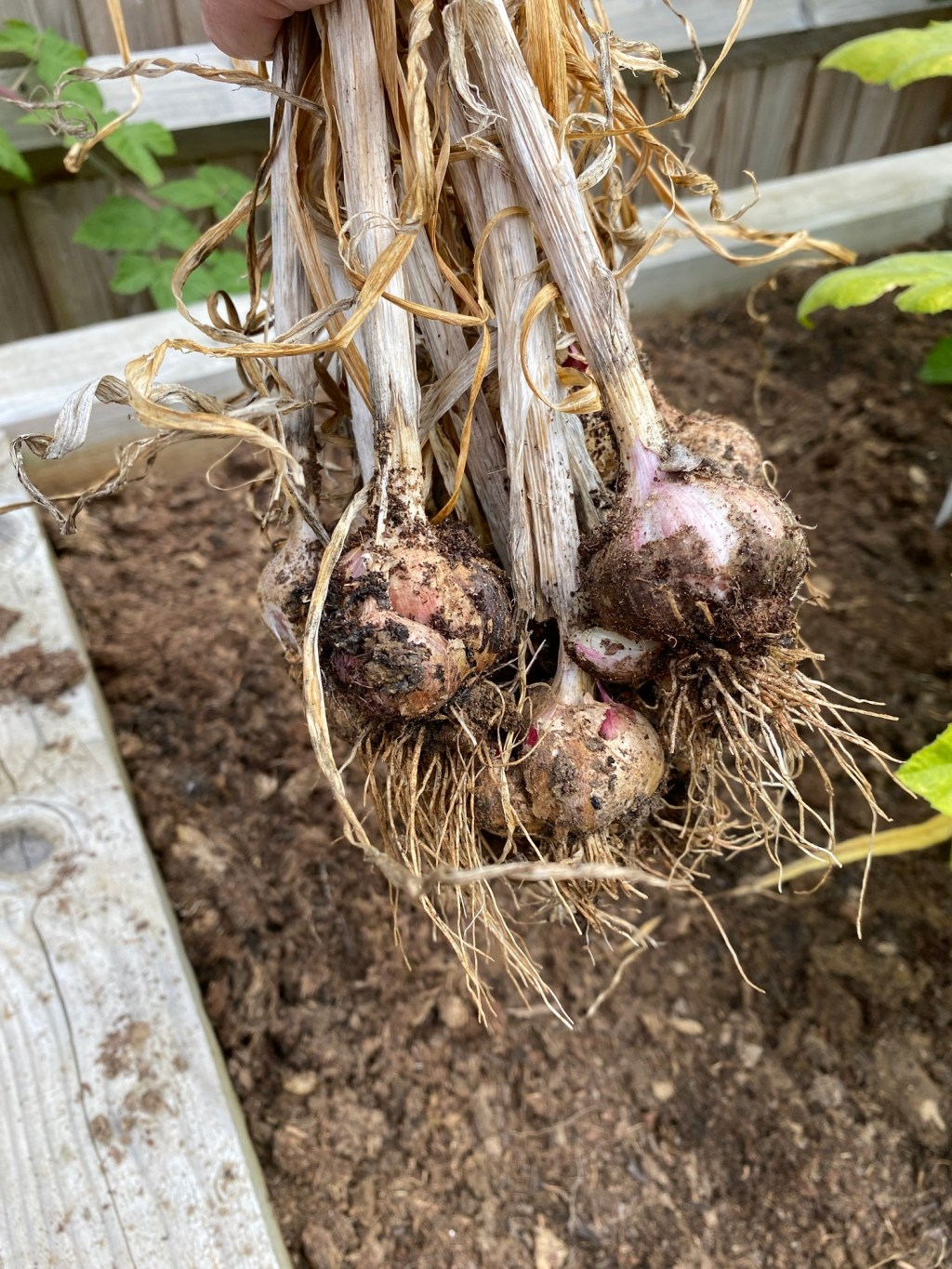 How To Harvest Spring Planted Garlic