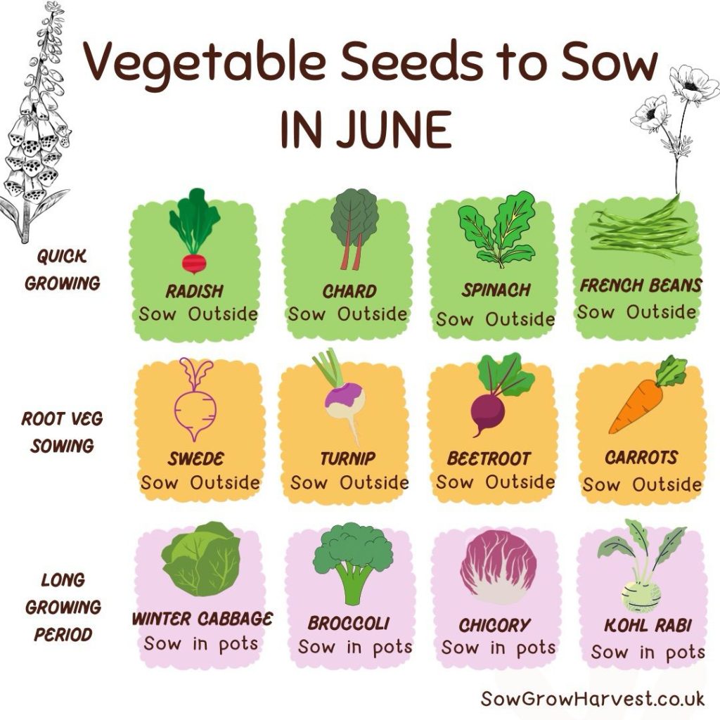Vegetables Seeds to Sow in June