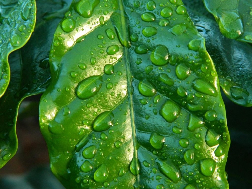 Why You Shouldn’t Sow Vegetables in Wet Weather (and What to Do&nbsp;Instead)