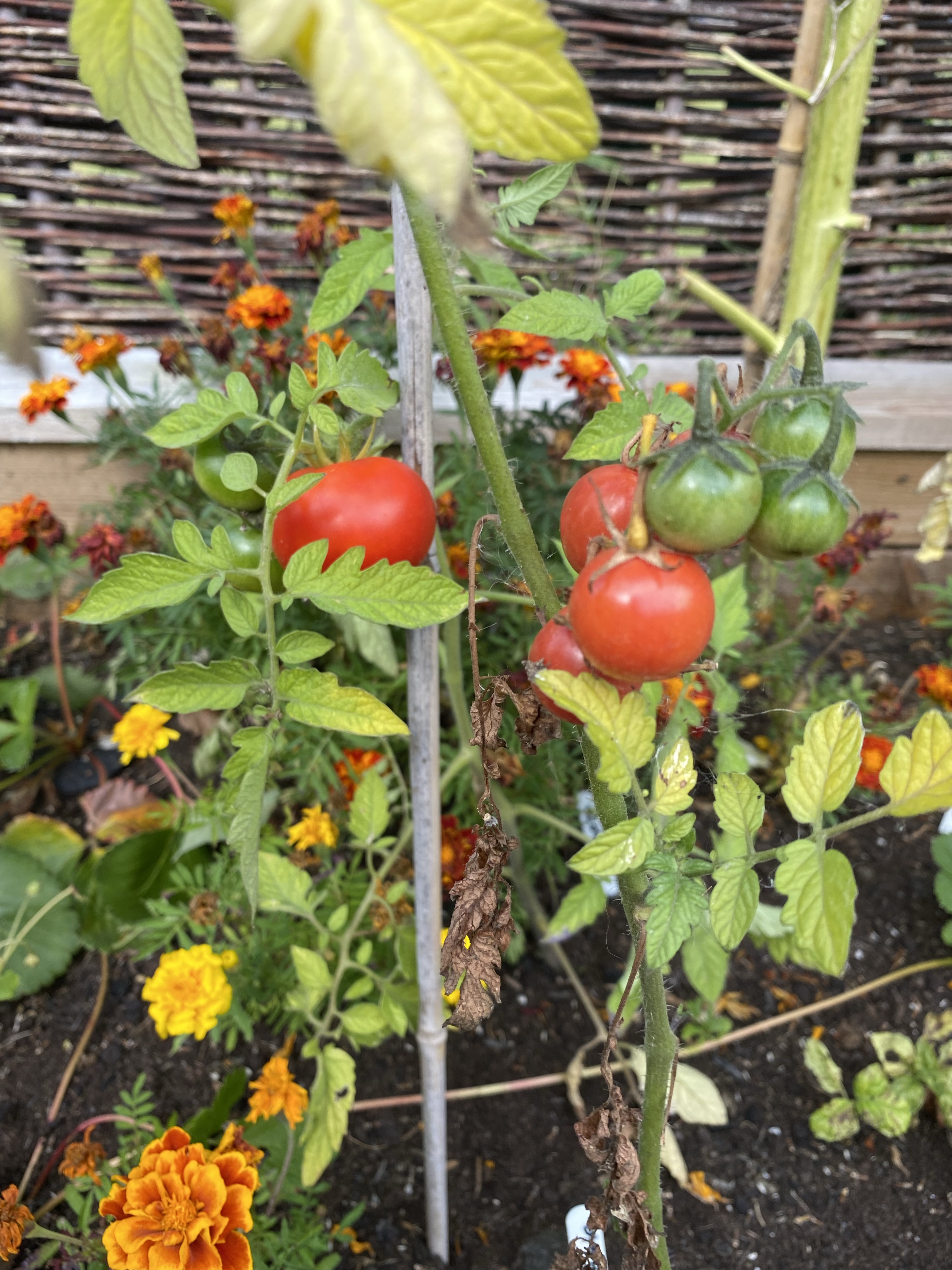 Red and green tomatoes on plant