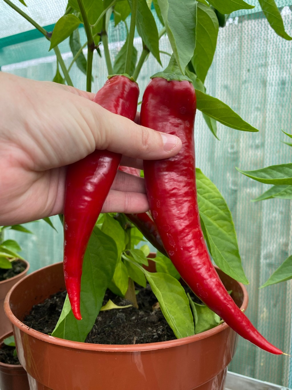 Part 5 – How to Harvest Sweet Peppers (Rams Horn Type)